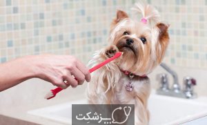 حساسیت به حیوانات خانگی | پزشکت
