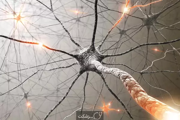 سیستم عصبی | پزشکت
