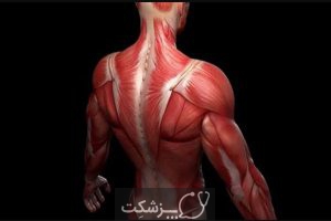 سیستم عضلانی | پزشکت