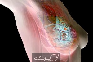 ساختار و عملکرد پستان |پزشکت