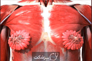 ساختار و عملکرد پستان |پزشکت