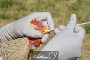 آنفاونزای مرغی | پزشکت