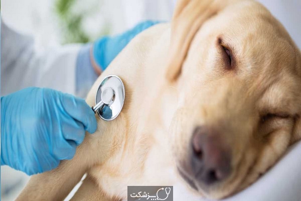 بیماری های قابل انتقال از سگ به انسان | پزشکت