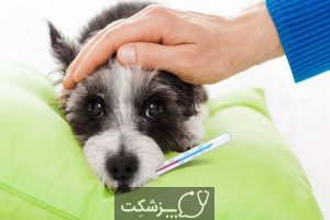 بیماری های قابل انتقال از سگ به انسان | پزشکت
