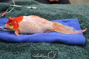 مدیریت بیماری در ماهی های زینتی | پزشکت
