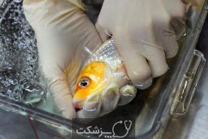 مدیریت بیماری در ماهی های زینتی | پزشکت