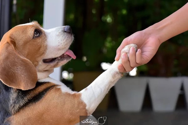 آموزش های لازم برای سگ های خانگی | پزشکت