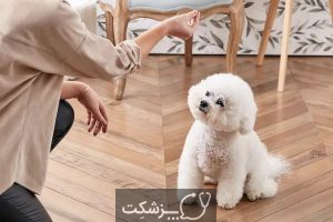 آموزش های لازم برای سگ های خانگی | پزشکت