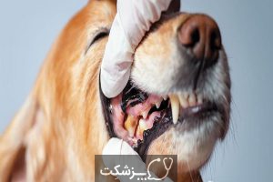 اختلالات دندانپزشکی در سگ ها | پزشکت
