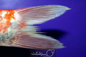انواع بیماری در ماهی های آکواریومی | پزشکت