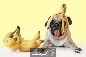 سگ ها چه میوه هایی بخورند؟ | پزشکت