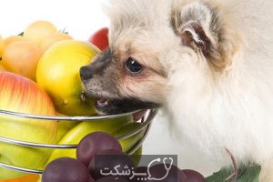 سگ ها چه میوه هایی بخورند؟ | پزشکت