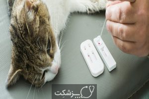 دیابت در گربه های خانگی | پزشکت