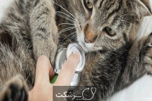 عفونت تنفسی در گربه های خانگی | پزشکت