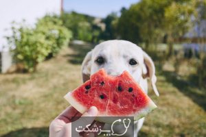 سگ ها چه میوه هایی بخورند؟ | پزشکت