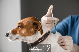 شایع‌ ترین بیماری‌ های سگ | پزشکت