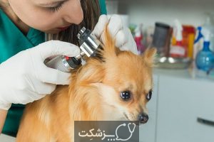 شایع‌ ترین بیماری‌ های سگ | پزشکت