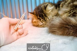عفونت تنفسی در گربه خانگی | پزشکت