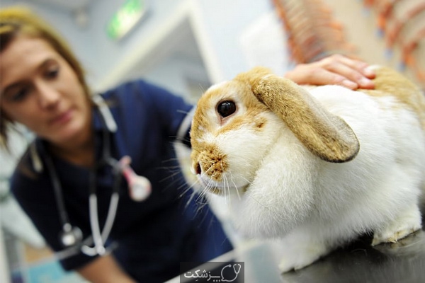 عجایب دنیای خرگوش ها | پزشکت