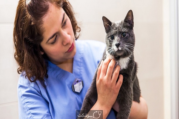 بیماری های شایع گربه خانگی | پزشکت