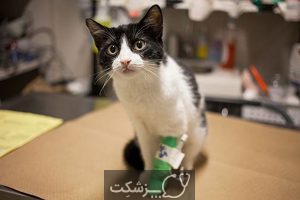 سرطان در گربه های خانگی | پزشکت