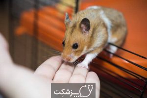 آنچه که باید در انتخاب همستر بدانید | پزشکت