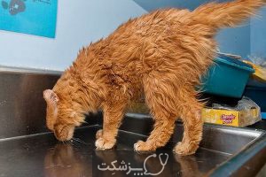 بیماری ویروسی در گربه های خانگی | پزشکت