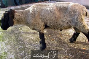 شایع ترین بیماری ها در گوسفندان | پزشکت