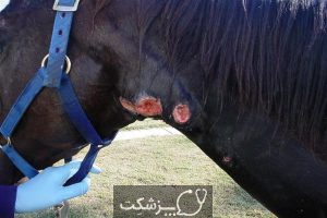 شایع ترین بیماری در اسب ها | پزشکت