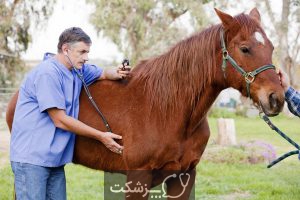 شایع ترین بیماری در اسب ها | پزشکت