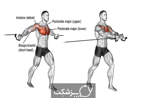 تقویت عضلات سینه در مردان | پزشکت