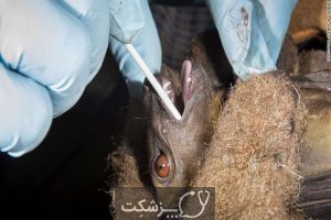 خفاش های مبتلا به ویروس کرونا 1 پزشکت