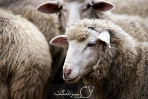 مسمومیت با مس در گوسفندان 2 | پزشکت