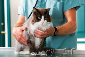 تنگی نفس گربه انواع، دلایل و روش درمانی | پزشکت