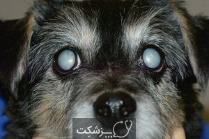 آب مروارید در سگ ها 1 | پزشکت