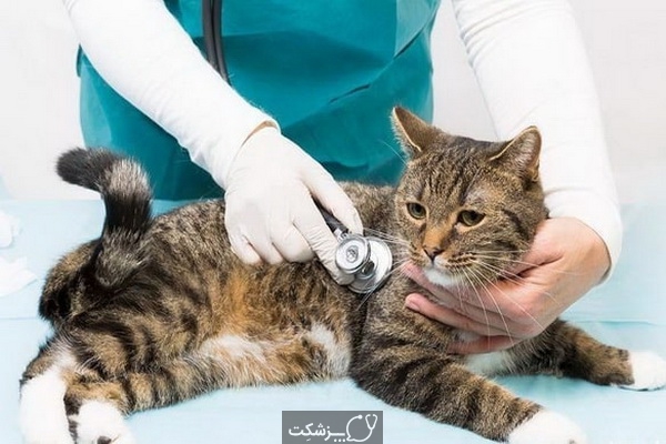 تنگی نفس در گربه 5 | پزشکت