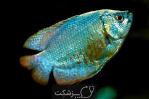 تعیین جنسیت در ماهی ها 2 | پزشکت