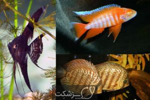 تعیین جنسیت در ماهی ها 3 | پزشکت