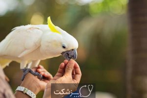 مسمومیت غذایی در پرنده ها 1 | پزشکت