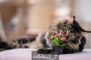 مسمومیت گربه با گل سوسن 2 | پزشکت