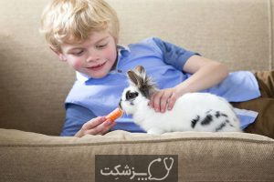 شایع ترین بیماری های خرگوش 1 | پزشکت