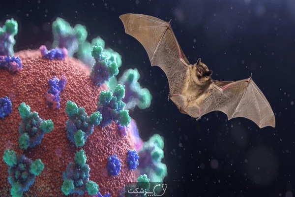 خفاش های مبتلا به ویروس کرونا 4 | پزشکت