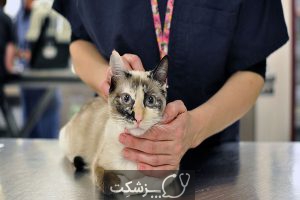 مسمومیت گربه با گل سوسن 2 | پزشکت