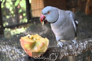 مسمومیت غذایی در پرنده ها 5 | پزشکت