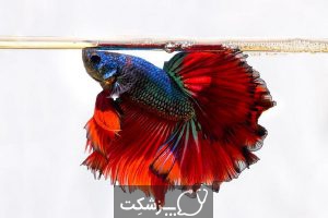 تعیین جنسیت در ماهی ها 1 | پزشکت
