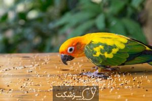 مسمومیت غذایی در پرنده ها 3 | پزشکت