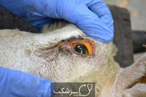 مسمومیت با مس در گوسفندان 4 | پزشکت
