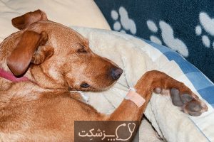 انواع سرطان در سگ | پزشکت