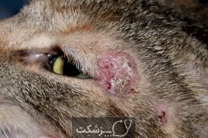 بیماری های پوستی در سگ و گربه | پزشکت