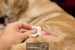بیماری های پوستی در سگ و گربه | پزشکت